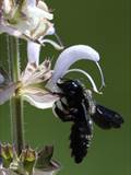 Beobachtet am 08. Juni 2018 im Botanischen Garten, Berlin.