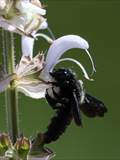 Beobachtet am 08. Juni 2018 im Botanischen Garten, Berlin.