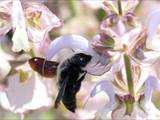 Beobachtet am 08. Juni 2018 im Botanischen Garten, Berlin.