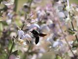 Beobachtet am 08. Juni 2018 im Botanischen Garten, Berlin.