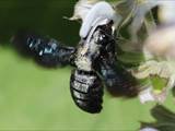 Beobachtet am 08. Juni 2018 im Botanischen Garten, Berlin.