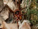 Die Hornisse (Vespa crabro) ist die größte in Mitteleuropa lebende Faltenwespe.