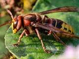 Die Hornisse (Vespa crabro) ist die größte in Mitteleuropa lebende Faltenwespe.