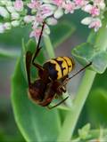 Die Hornisse (Vespa crabro) ist die größte in Mitteleuropa lebende Faltenwespe.