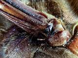 Die Hornisse (Vespa crabro) ist die größte in Mitteleuropa lebende Faltenwespe.