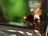 Vespa crabro Durch Ventilation an einer Nestöffnung erhöht die Hornisse den Luftwechsel