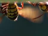 Vespa crabro Durch Ventilation an einer Nestöffnung erhöht die Hornisse den Luftwechsel