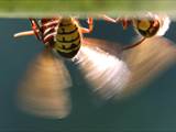 Vespa crabro Durch Ventilation an einer Nestöffnung erhöht die Hornisse den Luftwechsel