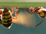 Vespa crabro Durch Ventilation an einer Nestöffnung erhöht die Hornisse den Luftwechsel