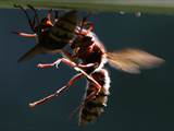 Vespa crabro Durch Ventilation an einer Nestöffnung erhöht die Hornisse den Luftwechsel