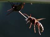 Vespa crabro Durch Ventilation an einer Nestöffnung erhöht die Hornisse den Luftwechsel