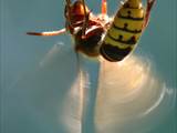 Vespa crabro Durch Ventilation an einer Nestöffnung erhöht die Hornisse den Luftwechsel