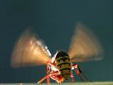 Vespa crabro Durch Ventilation an einer Nestöffnung erhöht die Hornisse den Luftwechsel