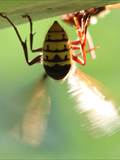 Vespa crabro Durch Ventilation an einer Nestöffnung erhöht die Hornisse den Luftwechsel