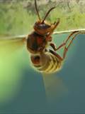 Vespa crabro Durch Ventilation an einer Nestöffnung erhöht die Hornisse den Luftwechsel