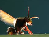 Vespa crabro Durch Ventilation an einer Nestöffnung erhöht die Hornisse den Luftwechsel