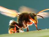 Vespa crabro Durch Ventilation an einer Nestöffnung erhöht die Hornisse den Luftwechsel