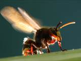 Vespa crabro Durch Ventilation an einer Nestöffnung erhöht die Hornisse den Luftwechsel