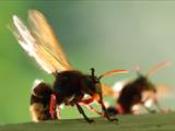 Vespa crabro Durch Ventilation an einer Nestöffnung erhöht die Hornisse den Luftwechsel