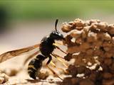 Beobachtet am 25.+30. Mai 2018 im Botanischen Garten in Berlin.