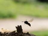 Beobachtet am 25.+30. Mai 2018 im Botanischen Garten in Berlin.