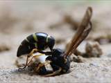 Beobachtet am 25.+30. Mai 2018 im Botanischen Garten in Berlin.