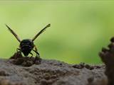 Beobachtet am 25.+30. Mai 2018 im Botanischen Garten in Berlin.