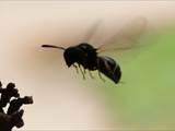 Beobachtet am 25.+30. Mai 2018 im Botanischen Garten in Berlin.