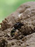 Beobachtet am 25.+30. Mai 2018 im Botanischen Garten in Berlin.