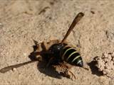 Beobachtet am 25.+30. Mai 2018 im Botanischen Garten in Berlin.