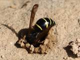 Beobachtet am 25.+30. Mai 2018 im Botanischen Garten in Berlin.