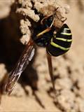 Beobachtet am 25.+30. Mai 2018 im Botanischen Garten in Berlin.