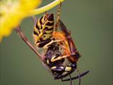 Beobachtet am 29. Juli 2019 im Botanischen Garten in Berlin.