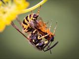 Beobachtet am 29. Juli 2019 im Botanischen Garten in Berlin.