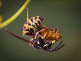 Beobachtet am 29. Juli 2019 im Botanischen Garten in Berlin.