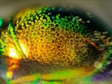 Stilbum cyanurum: Die metallisch glänzenden Farben der Goldwespe entstehet durch Strukturenan der Oberfläche ihres Exoskeletts, an denen das Licht reflektiert wird (Irisiert).