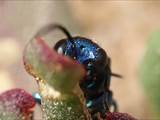 Mit ihrer metallisch-glänzenden Färbung gehören die Goldwespen zu den schönsten Wespen, sie haben eine spannende schmarotzende Lebensweise.