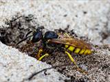 Philanthus triangulum (Grabtechnik des Bienenwolfs)