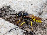 Philanthus triangulum (Grabtechnik des Bienenwolfs)