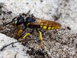 Philanthus triangulum (Grabtechnik des Bienenwolfs)