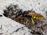 Philanthus triangulum (Grabtechnik des Bienenwolfs)