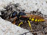 Philanthus triangulum (Grabtechnik des Bienenwolfs)