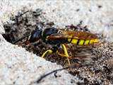 Philanthus triangulum (Grabtechnik des Bienenwolfs)