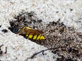 Philanthus triangulum (Grabtechnik des Bienenwolfs)