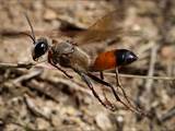 Nestbau, Flugverhalten, Revierkämpfe, Eintragung von Laubheuschrecken, Nestverschluss