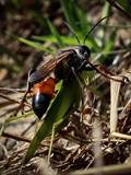 Nestbau, Flugverhalten, Revierkämpfe, Eintragung von Laubheuschrecken, Nestverschluss