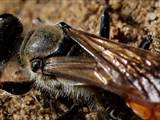 Nestbau, Flugverhalten, Revierkämpfe, Eintragung von Laubheuschrecken, Nestverschluss