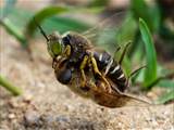 Die Kreiselwespe (Bembix rostrata) betreibt Brutpflege, der Nestbau ist beeindruckend (siehe auch Film: https://youtu.be/2b8DvVWPHyc)