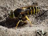 Die Kreiselwespe (Bembix rostrata) betreibt Brutpflege, der Nestbau ist beeindruckend (siehe auch Film: https://youtu.be/2b8DvVWPHyc)