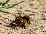 Die Kreiselwespe (Bembix rostrata) betreibt Brutpflege, der Nestbau ist beeindruckend (siehe auch Film: https://youtu.be/2b8DvVWPHyc)